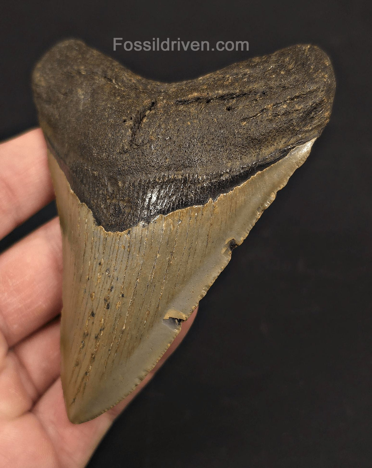 4.08" Fossil Megalodon Tooth - North Carolina | Fossil Driven - Fossil Driven