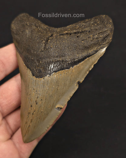 4.08" Fossil Megalodon Tooth - North Carolina | Fossil Driven - Fossil Driven