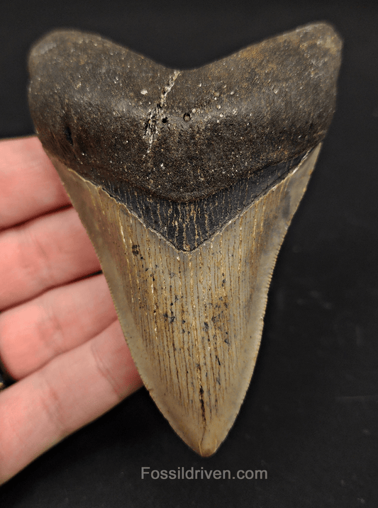 4.08" South Carolina Megalodon Tooth - Serrated - Authentic Fossil Shark Tooth - Fossil Driven