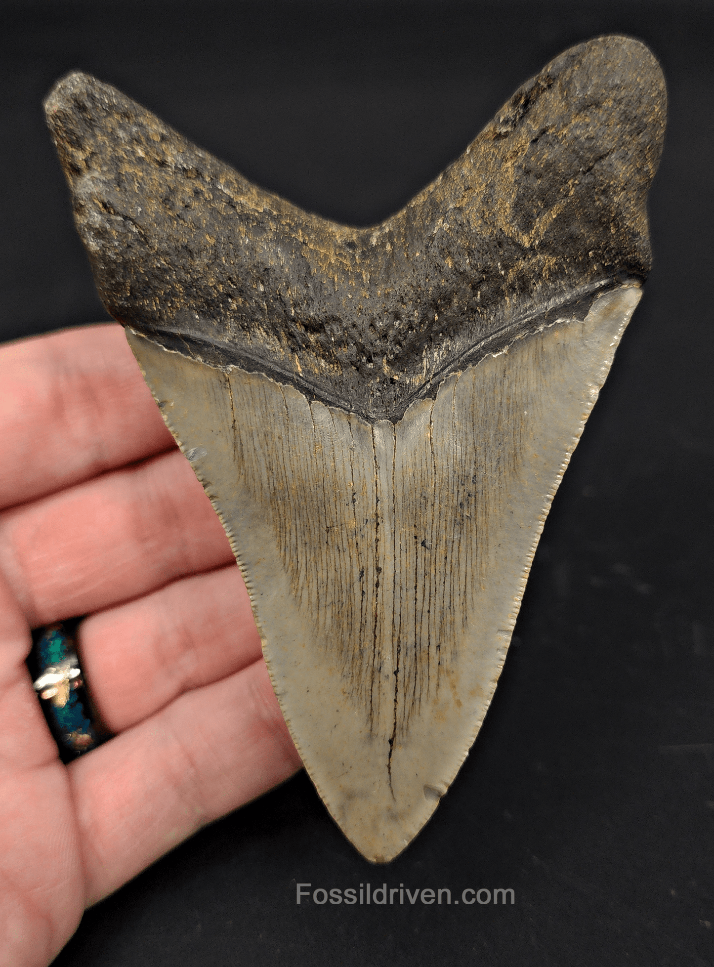 4.08" South Carolina Megalodon Tooth - Serrated - Authentic Fossil Shark Tooth - Fossil Driven