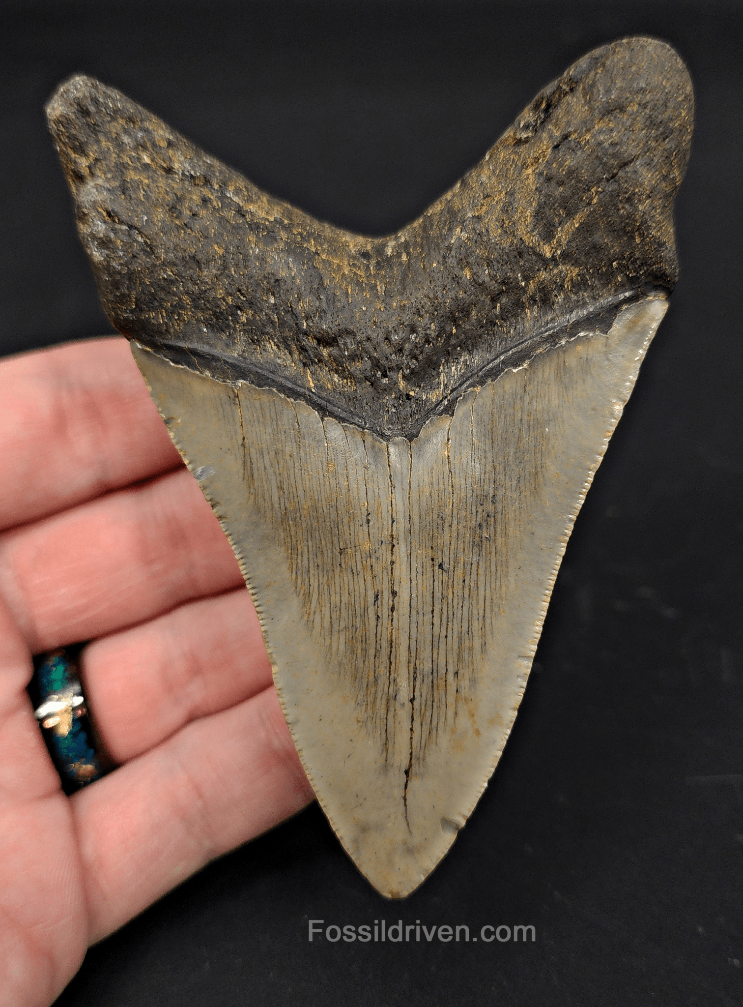 4.08" South Carolina Megalodon Tooth - Serrated - Authentic Fossil Shark Tooth - Fossil Driven