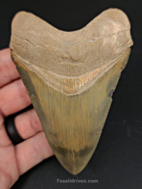 4.14" Restored Fossil Megalodon Tooth for Sale – Bone Valley, Florida - Fossil Driven