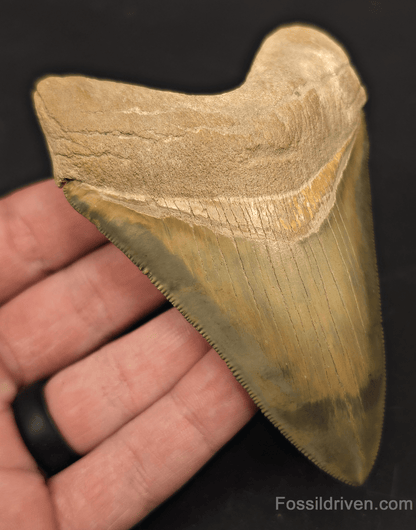 4.14" Restored Fossil Megalodon Tooth for Sale – Bone Valley, Florida - Fossil Driven