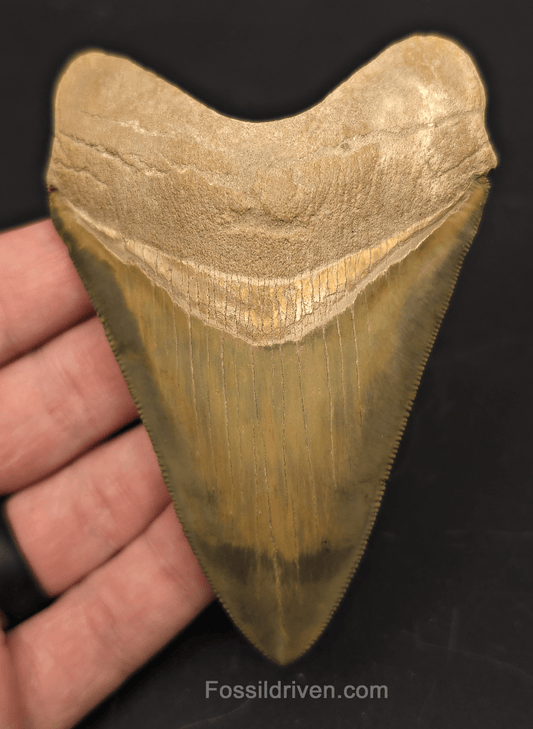 4.14" Restored Fossil Megalodon Tooth for Sale – Bone Valley, Florida - Fossil Driven