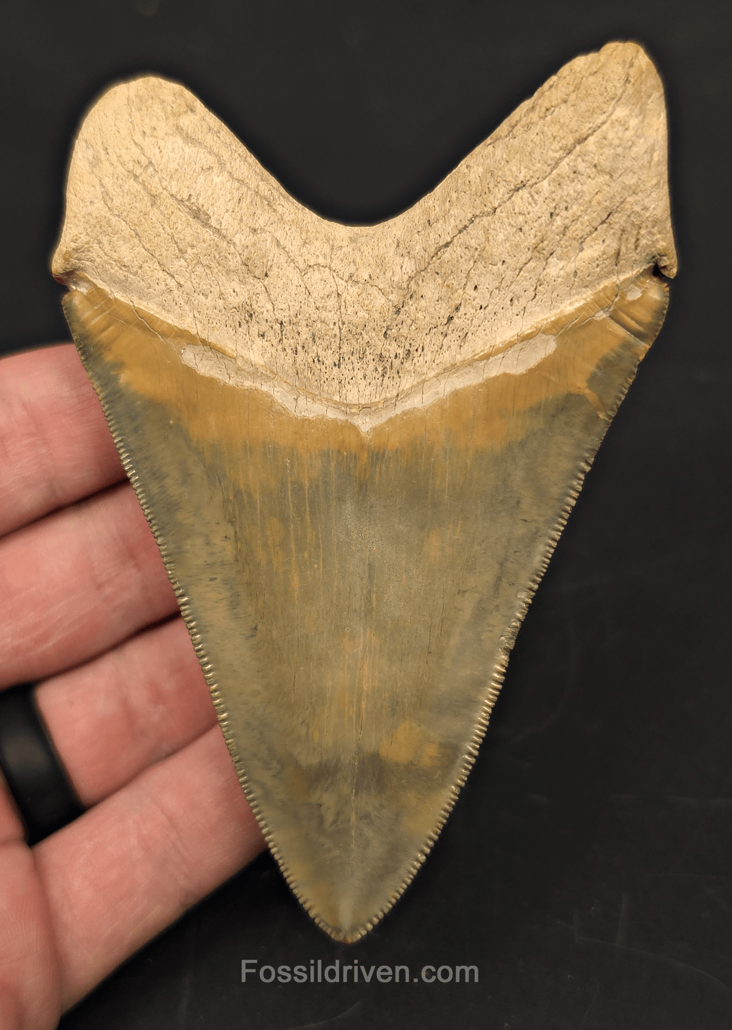 4.14" Restored Fossil Megalodon Tooth for Sale – Bone Valley, Florida - Fossil Driven