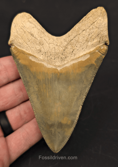 4.14" Restored Fossil Megalodon Tooth for Sale – Bone Valley, Florida - Fossil Driven