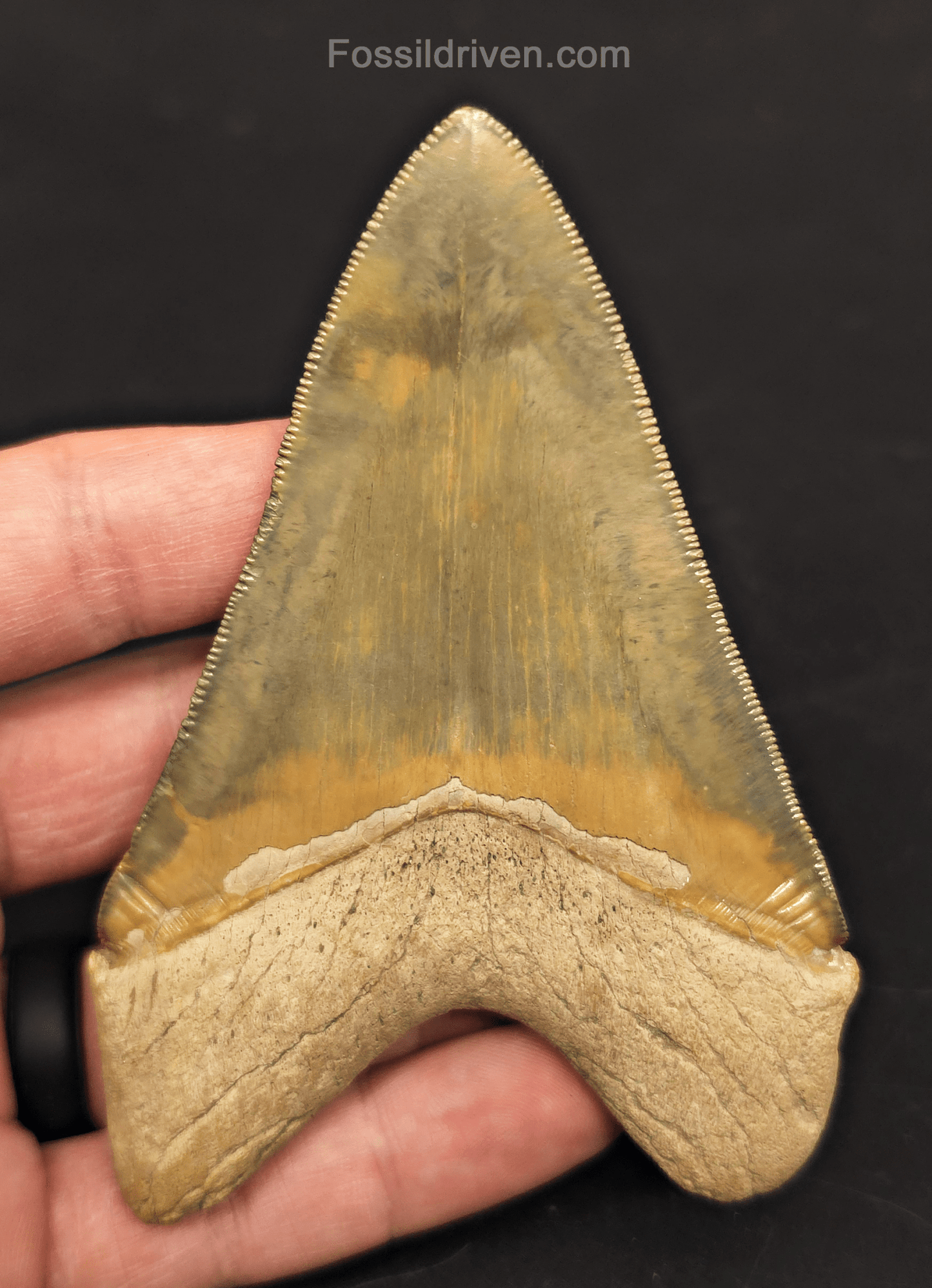 4.14" Restored Fossil Megalodon Tooth for Sale – Bone Valley, Florida - Fossil Driven