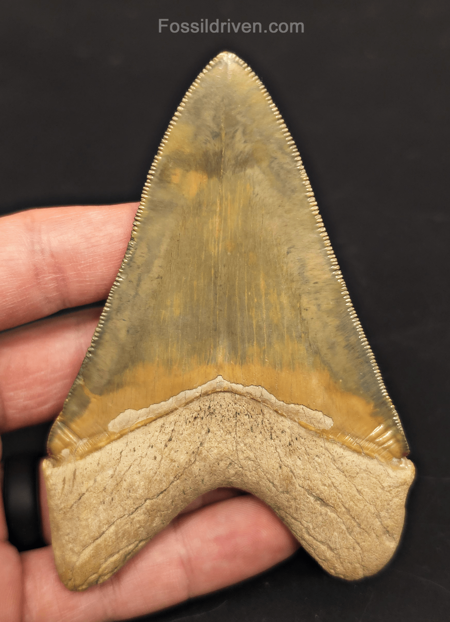 4.14" Restored Fossil Megalodon Tooth for Sale – Bone Valley, Florida - Fossil Driven