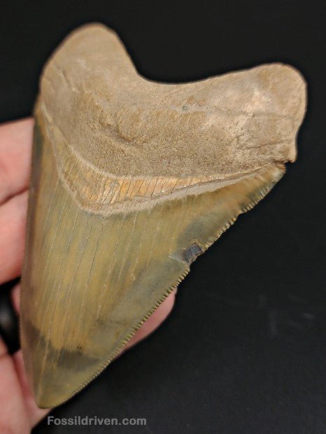 4.14" Restored Fossil Megalodon Tooth for Sale – Bone Valley, Florida - Fossil Driven
