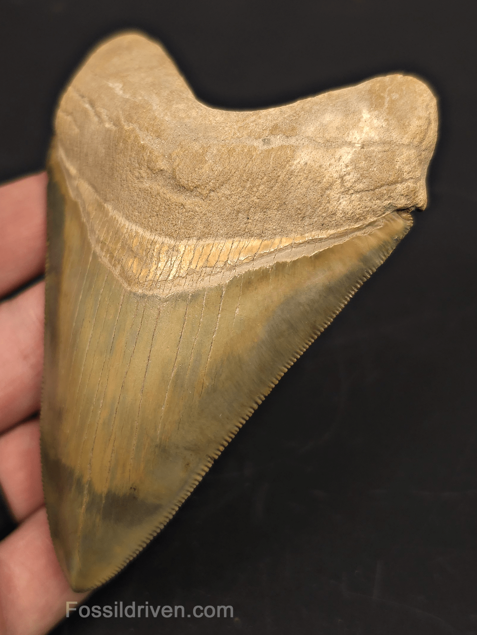 4.14" Restored Fossil Megalodon Tooth for Sale – Bone Valley, Florida - Fossil Driven