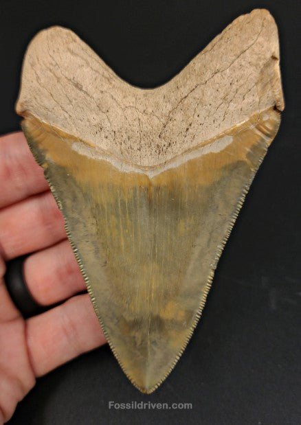 4.14" Restored Fossil Megalodon Tooth for Sale – Bone Valley, Florida - Fossil Driven