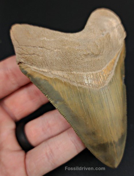 4.14" Restored Fossil Megalodon Tooth for Sale – Bone Valley, Florida - Fossil Driven