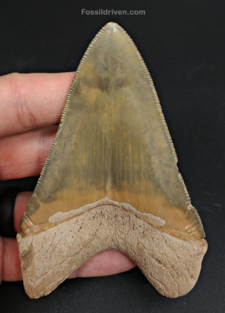 4.14" Restored Fossil Megalodon Tooth for Sale – Bone Valley, Florida - Fossil Driven