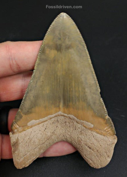 4.14" Restored Fossil Megalodon Tooth for Sale – Bone Valley, Florida - Fossil Driven