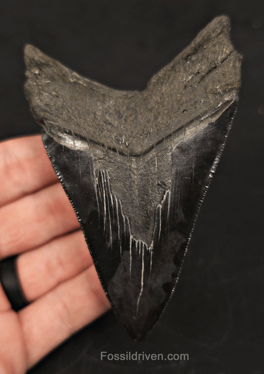 4.15" Fossil Megalodon Tooth - South Carolina | Fossil Driven - Fossil Driven