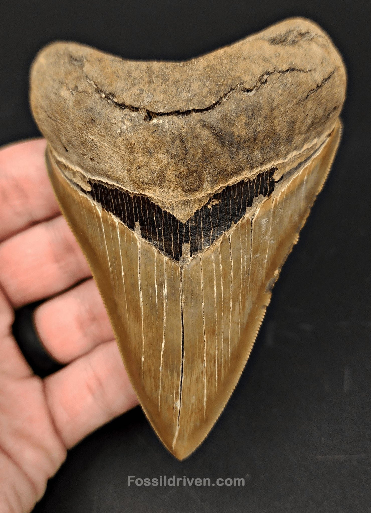 4.15" Fossil Megalodon Tooth - Southeast, Georgia | Fossil Driven - Fossil Driven