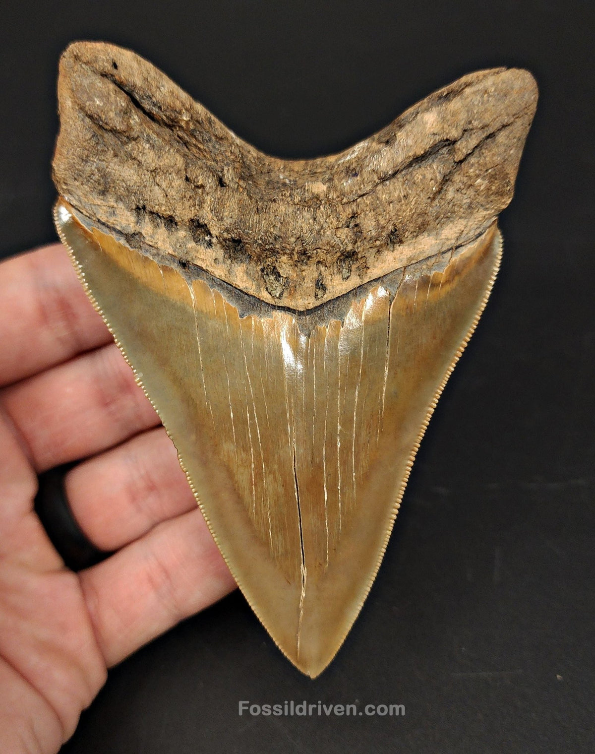 4.15" Fossil Megalodon Tooth - Southeast, Georgia | Fossil Driven - Fossil Driven