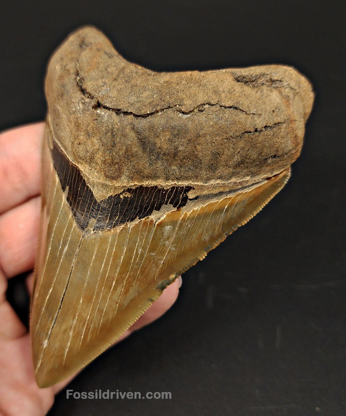 4.15" Fossil Megalodon Tooth - Southeast, Georgia | Fossil Driven - Fossil Driven