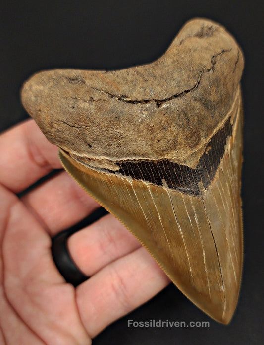 4.15" Fossil Megalodon Tooth - Southeast, Georgia | Fossil Driven - Fossil Driven