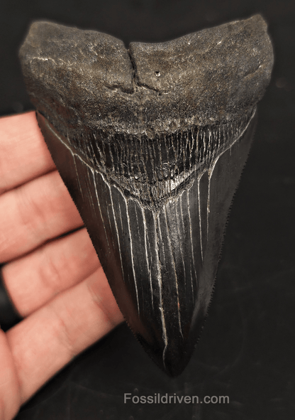 4.15" South Carolina Megalodon Tooth - Solid Specimen - Authentic Fossil Shark Tooth - Fossil Driven