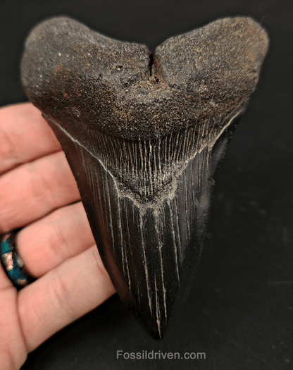4.16" South Carolina Megalodon Tooth - Complete Specimen - Authentic Fossil Shark Tooth - Fossil Driven