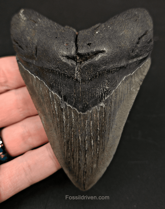 4.16" South Carolina Megalodon Tooth - Complete Specimen - Authentic Fossil Shark Tooth - Fossil Driven