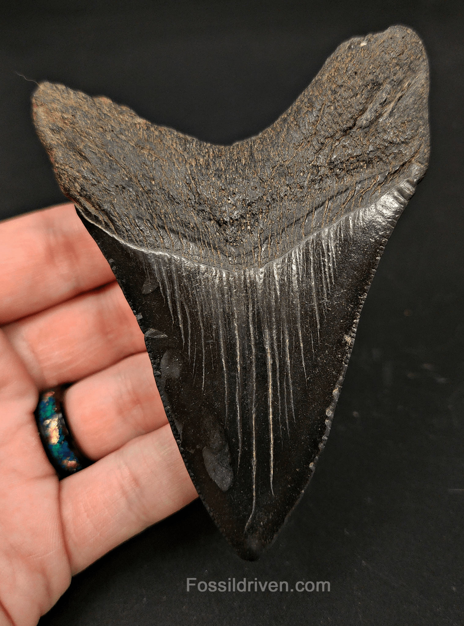4.16" South Carolina Megalodon Tooth - Complete Specimen - Authentic Fossil Shark Tooth - Fossil Driven