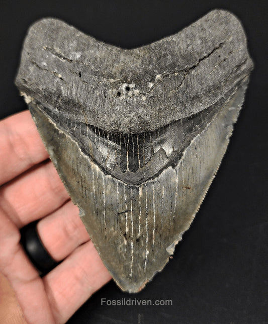 4.18" Venice Megalodon Tooth - Sharp Serrations - Authentic Fossil Shark Tooth - Fossil Driven
