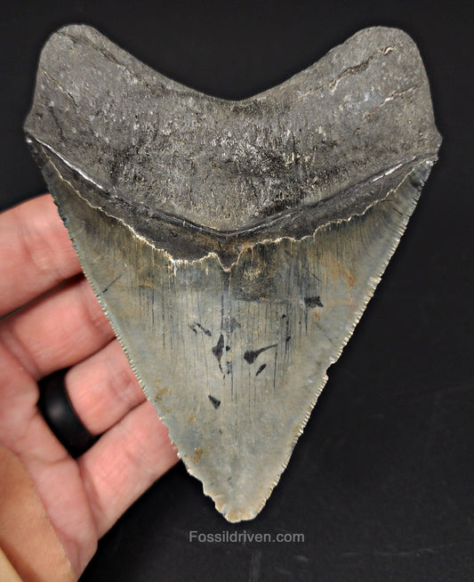 4.18" Venice Megalodon Tooth - Sharp Serrations - Authentic Fossil Shark Tooth - Fossil Driven