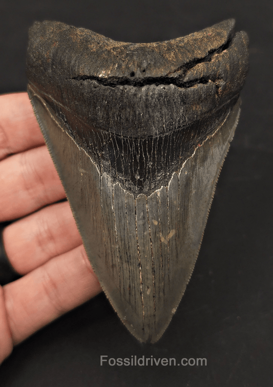 4.19" High-Quality Fossil Megalodon Tooth - Charleston, South Carolina - Fossil Driven