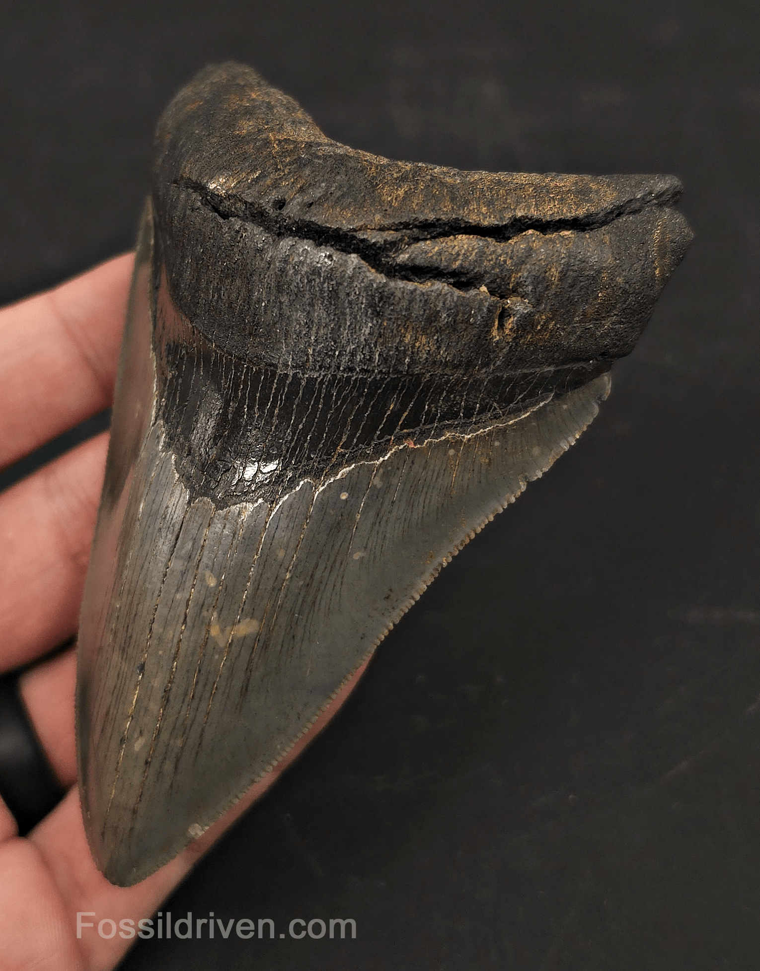 4.19" High-Quality Fossil Megalodon Tooth - Charleston, South Carolina - Fossil Driven