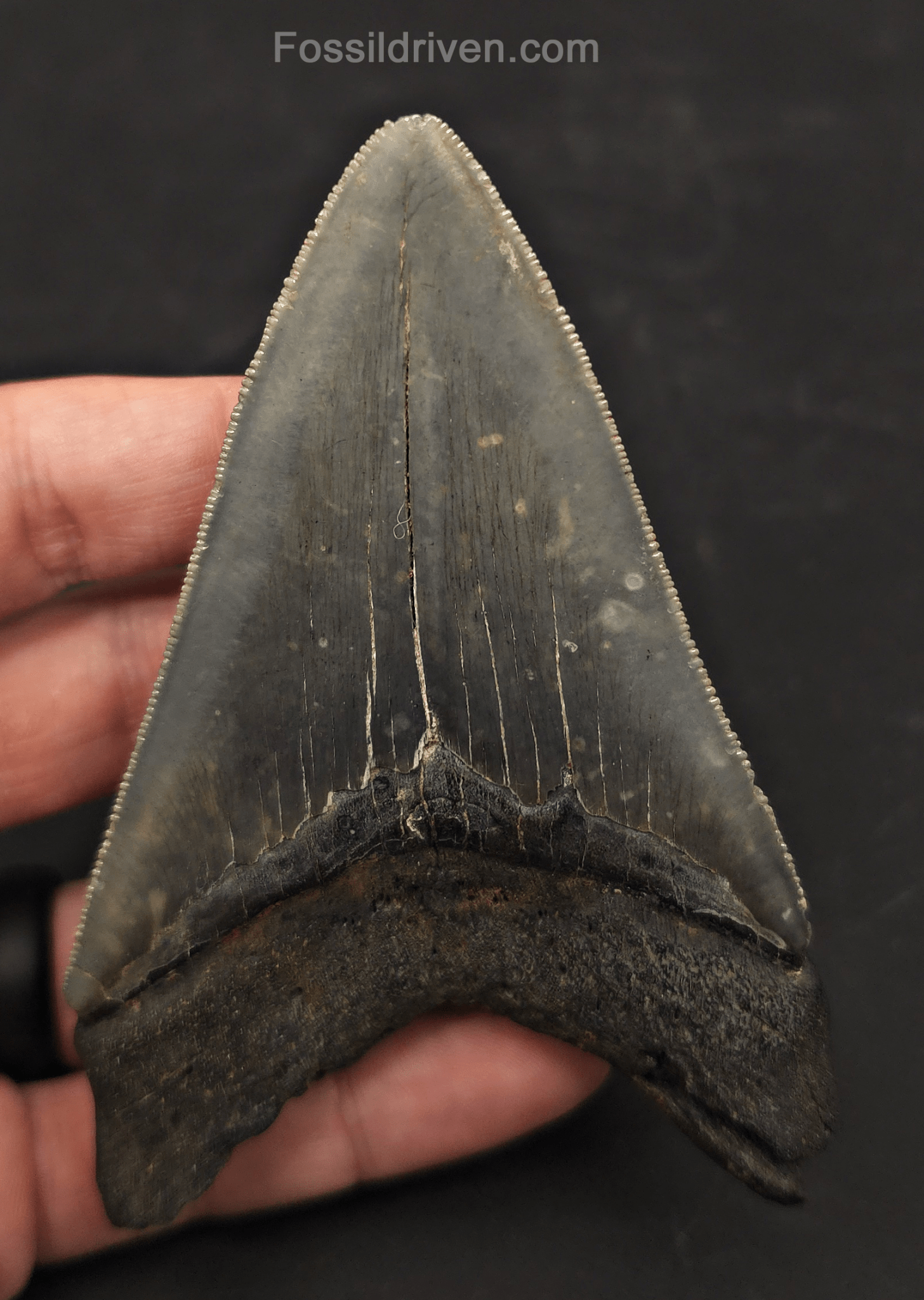 4.19" High-Quality Fossil Megalodon Tooth - Charleston, South Carolina - Fossil Driven