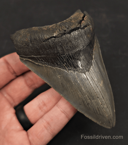 4.19" High-Quality Fossil Megalodon Tooth - Charleston, South Carolina - Fossil Driven