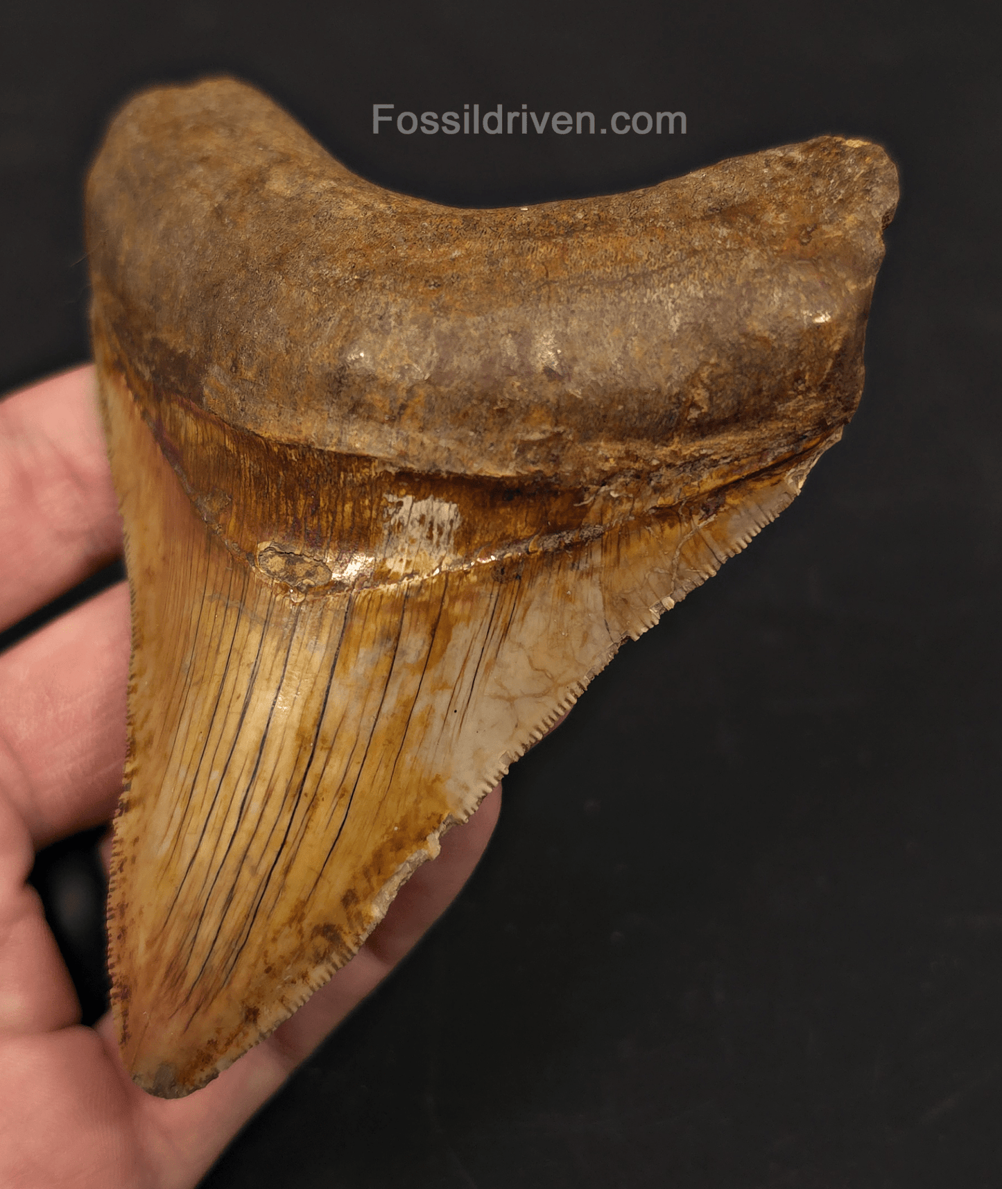 4.22" High-Quality Fossil Megalodon Tooth - Java, Indonesia - Fossil Driven