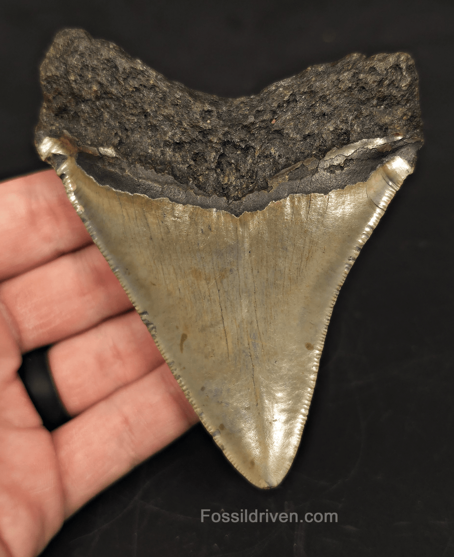 4.23" North Carolina Megalodon Tooth - Complete Specimen - Authentic Fossil Shark Tooth - Fossil Driven