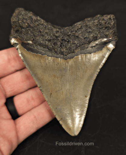 4.23" North Carolina Megalodon Tooth - Complete Specimen - Authentic Fossil Shark Tooth - Fossil Driven