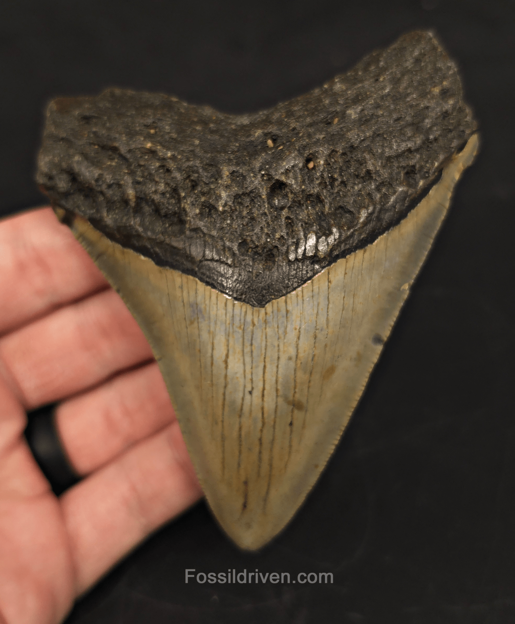 4.23" North Carolina Megalodon Tooth - Complete Specimen - Authentic Fossil Shark Tooth - Fossil Driven