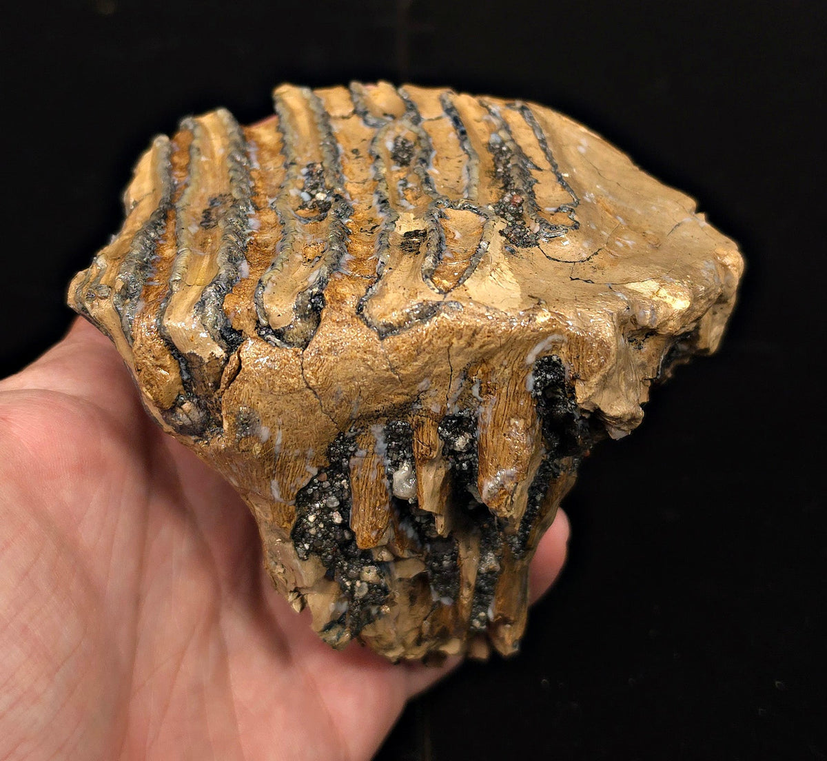 4.24" Fossil Woolly Mammoth Tooth – North Sea - Fossil Driven