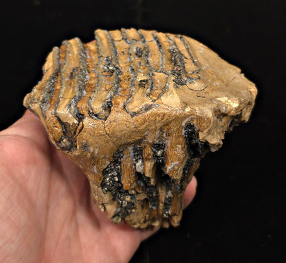 4.24" Fossil Woolly Mammoth Tooth – North Sea - Fossil Driven
