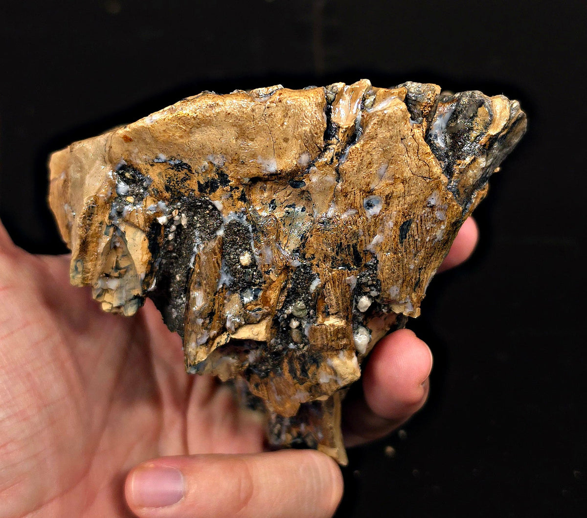 4.24" Fossil Woolly Mammoth Tooth – North Sea - Fossil Driven