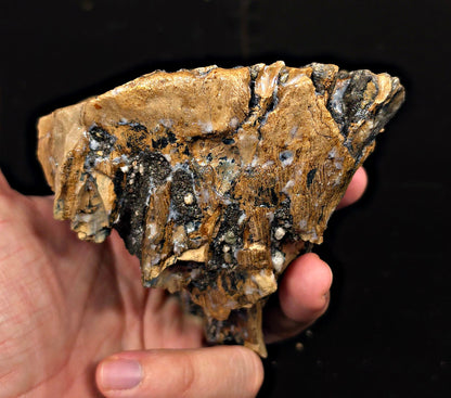 4.24" Fossil Woolly Mammoth Tooth – North Sea - Fossil Driven