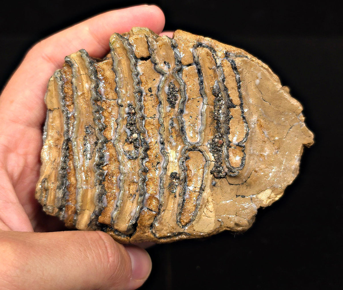 4.24" Fossil Woolly Mammoth Tooth – North Sea - Fossil Driven