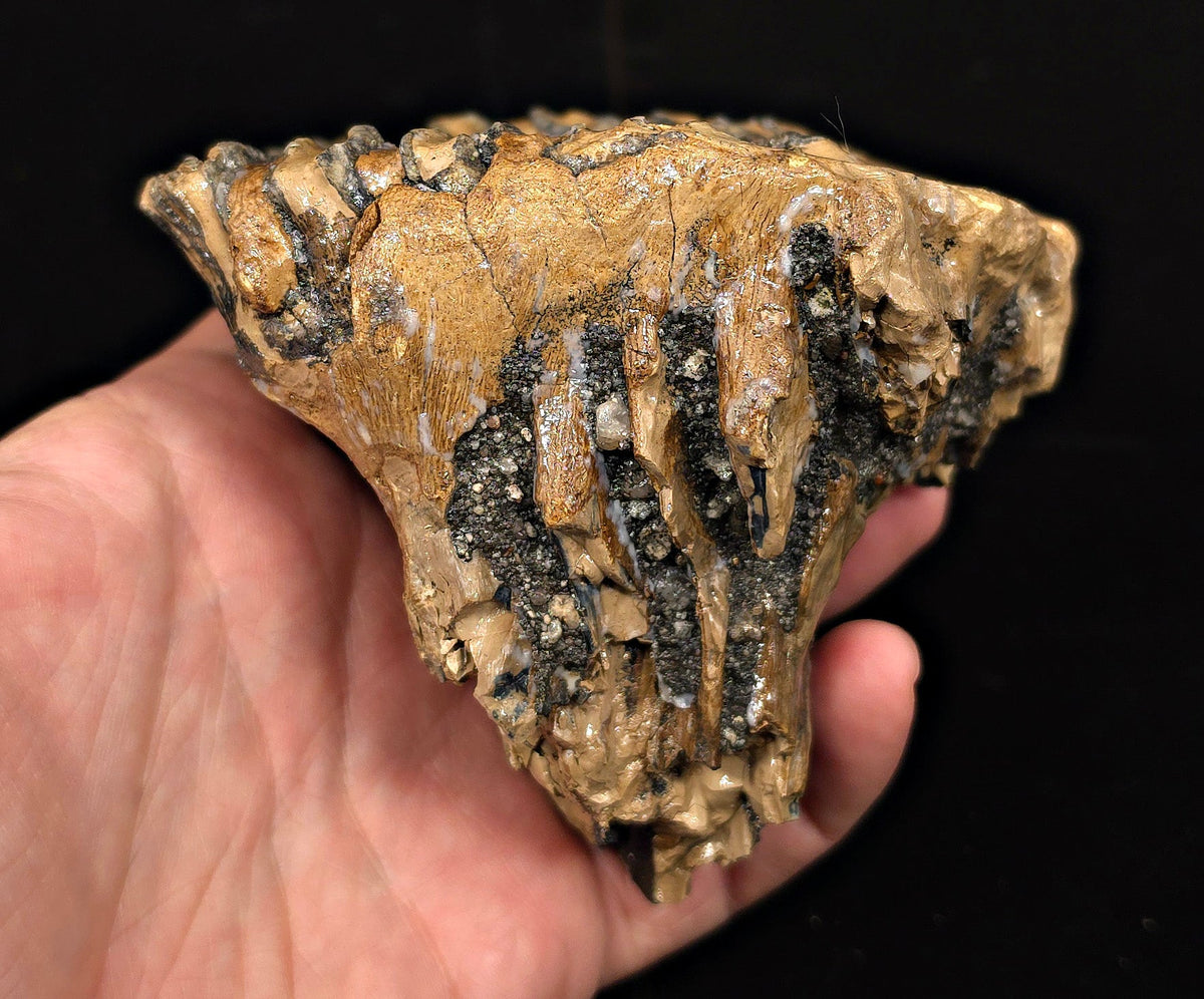 4.24" Fossil Woolly Mammoth Tooth – North Sea - Fossil Driven