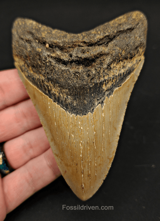 4.24" North Carolina Megalodon Tooth - Complete Specimen - Authentic Fossil Shark Tooth - Fossil Driven