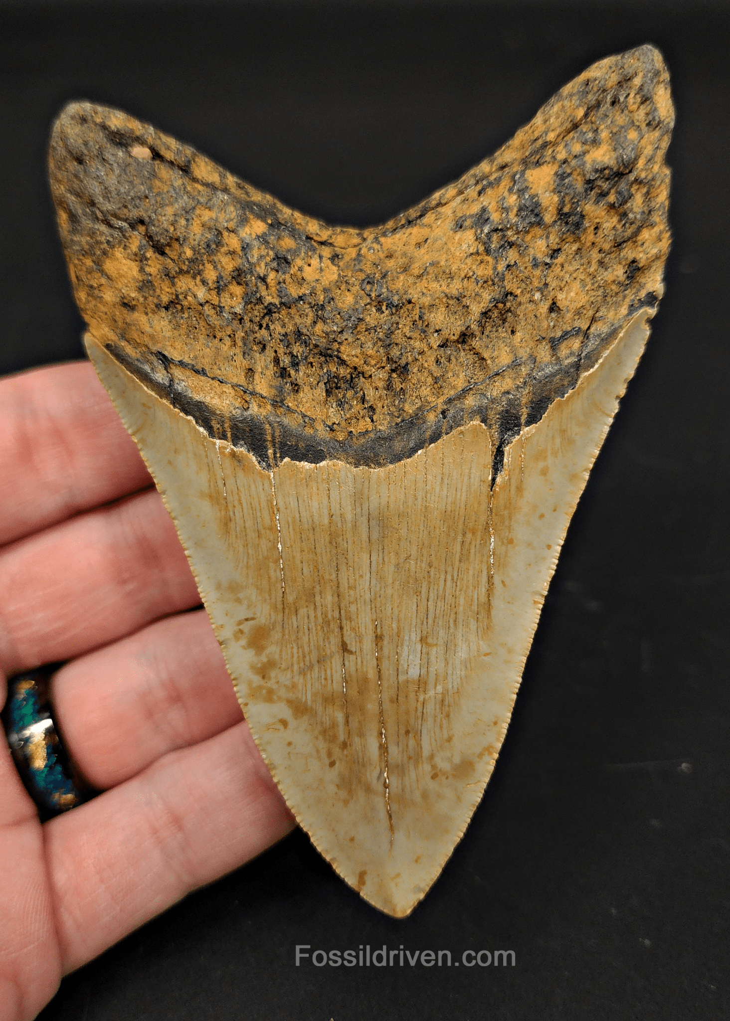 4.24" North Carolina Megalodon Tooth - Complete Specimen - Authentic Fossil Shark Tooth - Fossil Driven