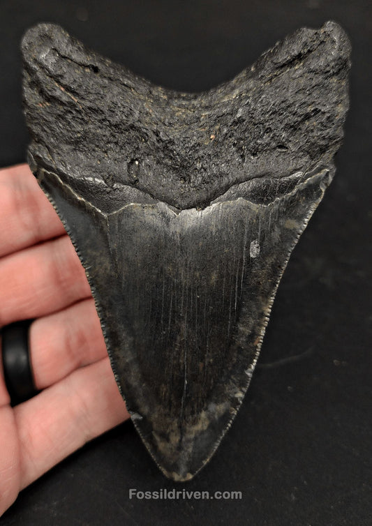 4.26" Fossil Megalodon Tooth for Sale - North Carolina | Fossil Driven - Fossil Driven