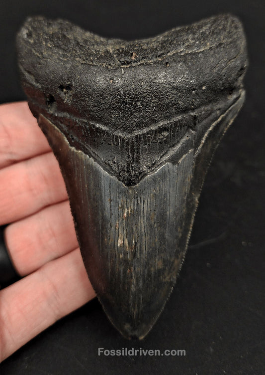4.26" Fossil Megalodon Tooth for Sale - North Carolina | Fossil Driven - Fossil Driven