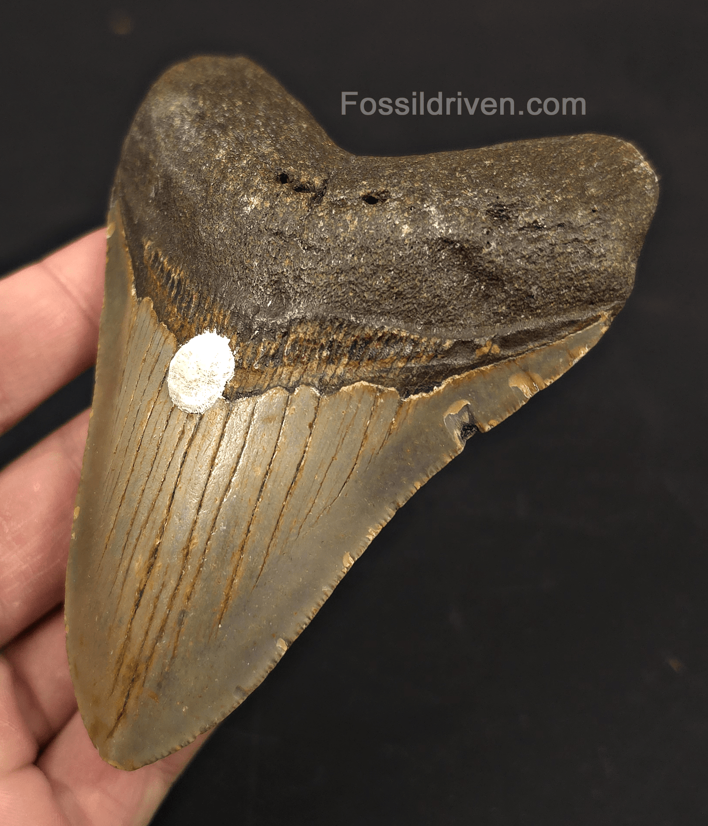 4.26" Fossil Megalodon Tooth - North Carolina | Fossil Driven - Fossil Driven