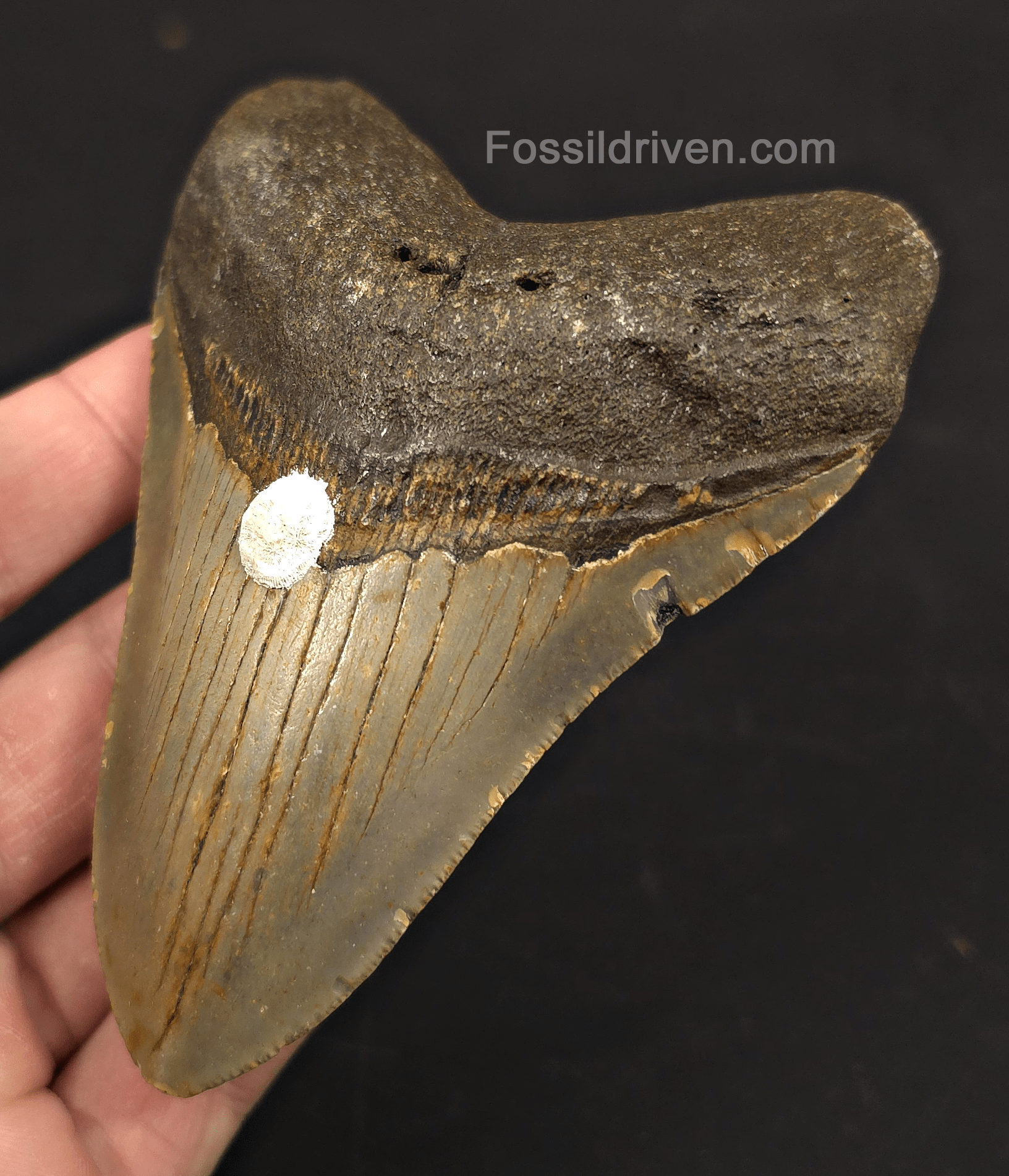 4.26" Fossil Megalodon Tooth - North Carolina | Fossil Driven - Fossil Driven