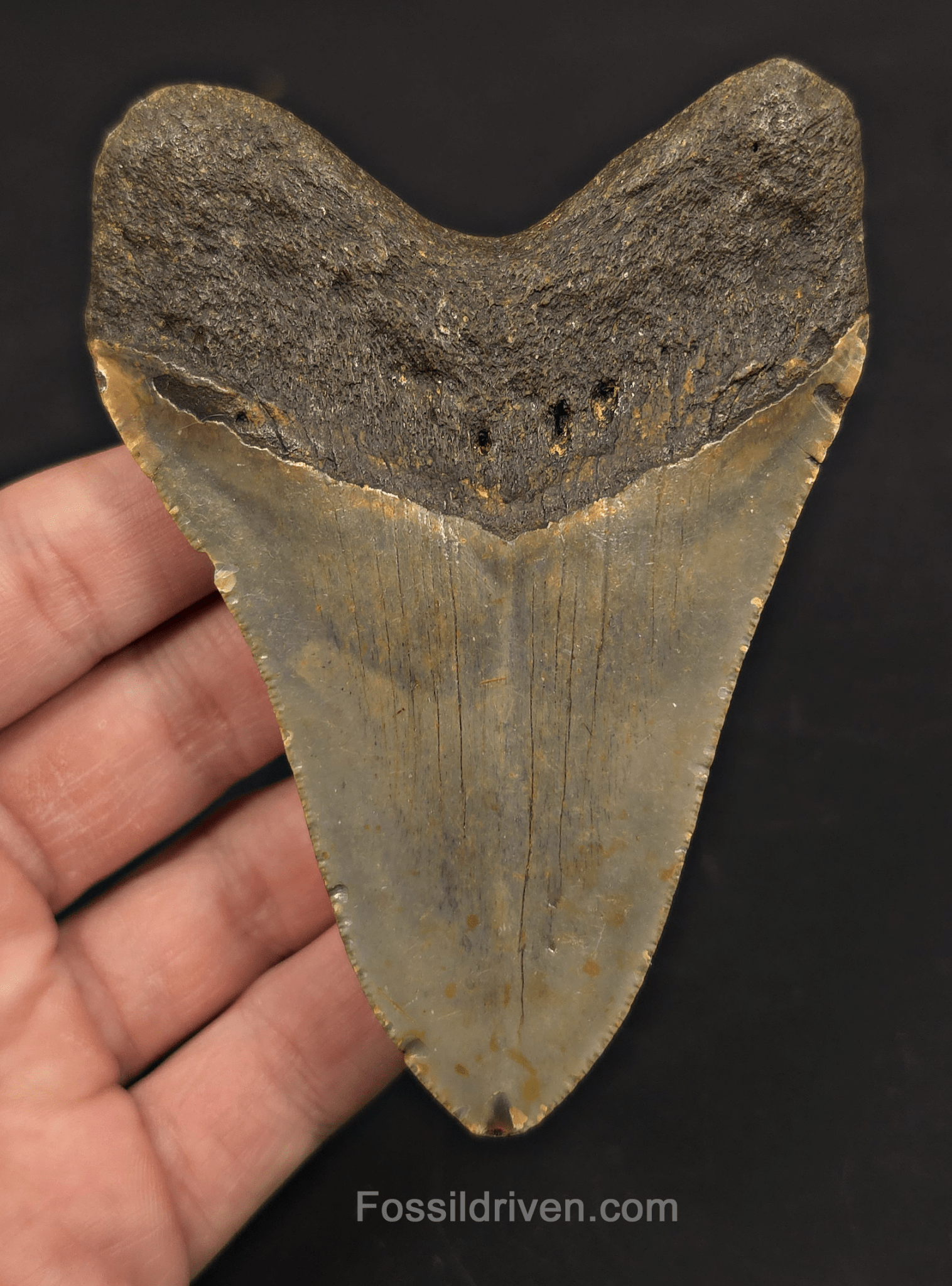 4.26" Fossil Megalodon Tooth - North Carolina | Fossil Driven - Fossil Driven